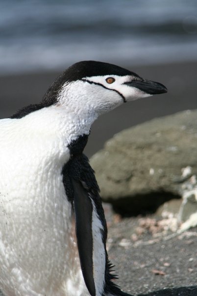 Penguin Photos | The Penguin Lady